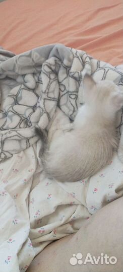 Кошка в дар бесплатно