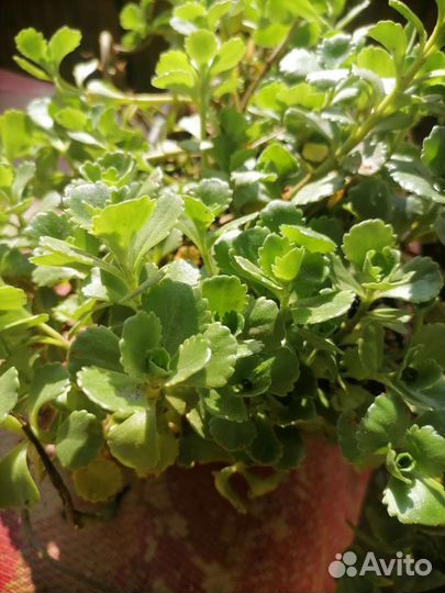 Очиток (Седум) Малиновый