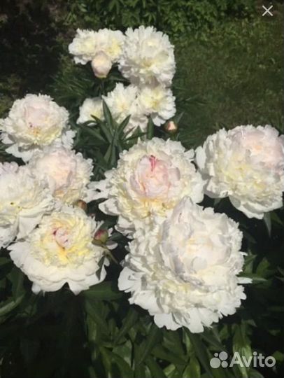 Пион, Мадам Де Верневиль