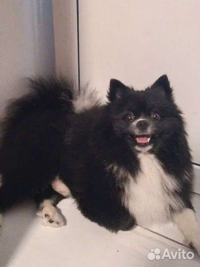 Немецкий шпиц вязка (кобель)