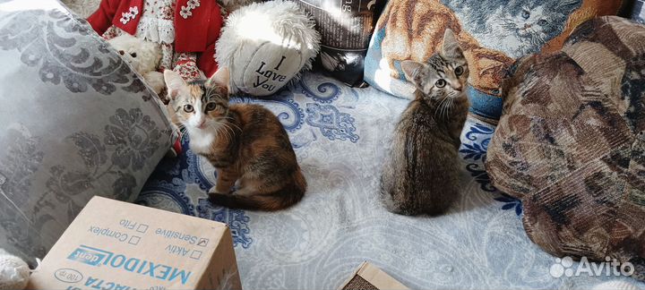 Котята, 2,5 месяца, девочки