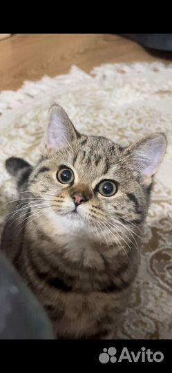 Шотланский котенок