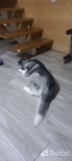 Хаски в добрые руки
