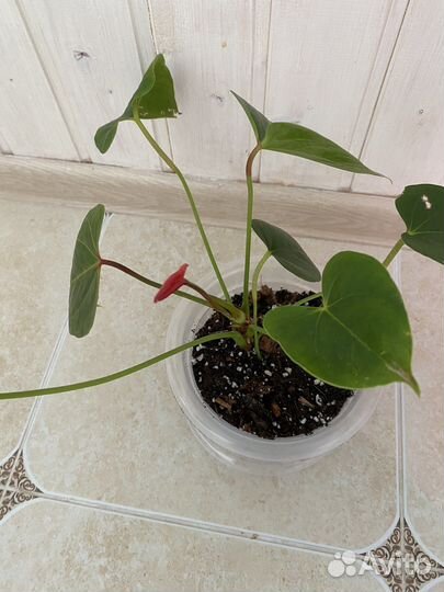 Антуриум Казанова