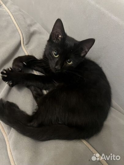 Кошка в дар