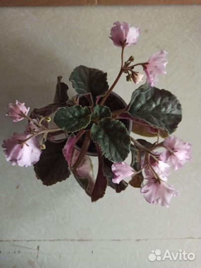 Сортовые фиалки