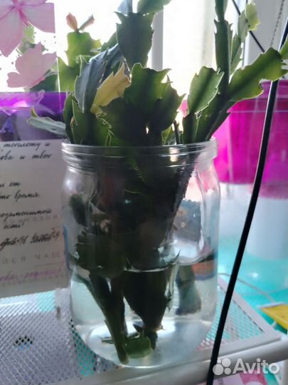 Комнатные цветы