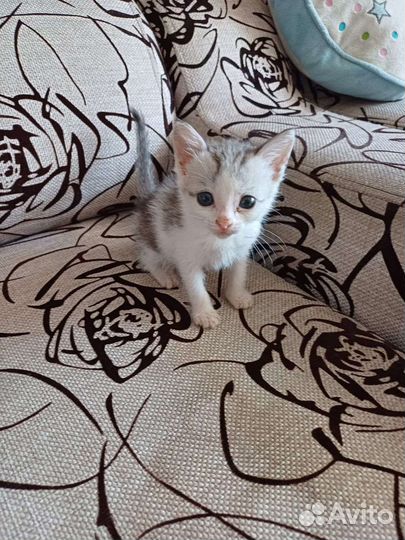 Кошки в добрые руки бесплатно