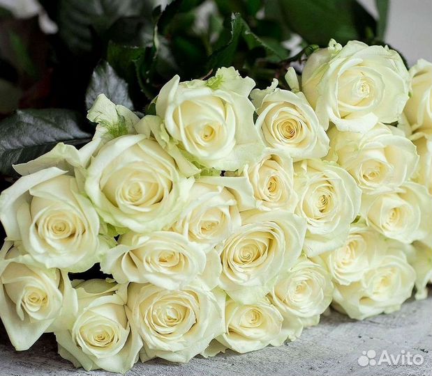 Высокие розы Гигантские розы Доставка цветов