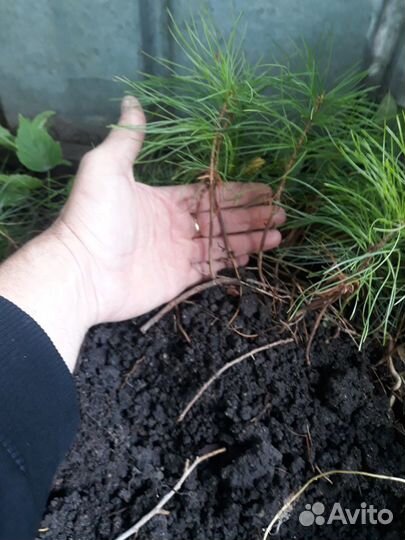 Ель голубая, лиственница, кедр, пихта. Сеянцы