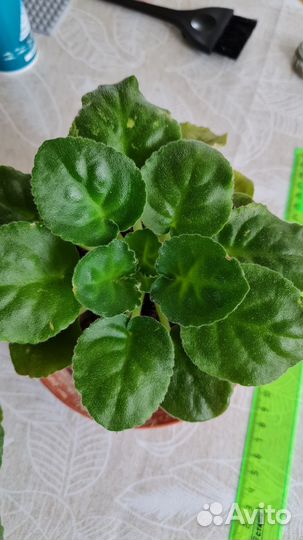 Фиалка белая сортовая