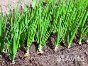 Штудгарт на перо