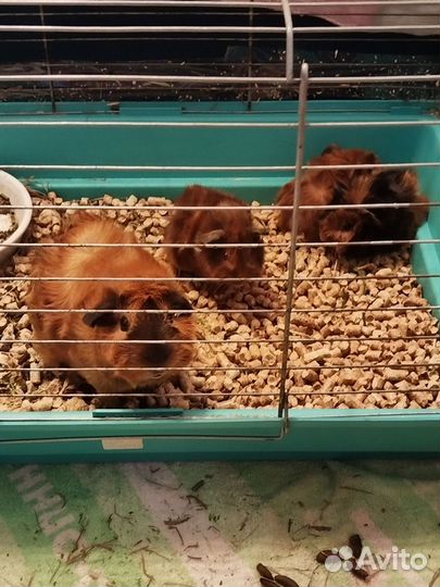 Морская свинка