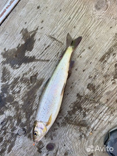 Живая Рыба Хариус (доставка )