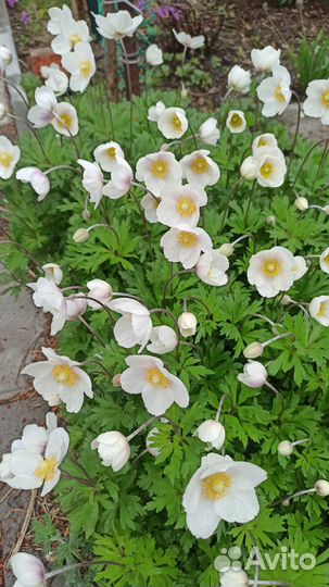 Ветренница (анемона лесная)