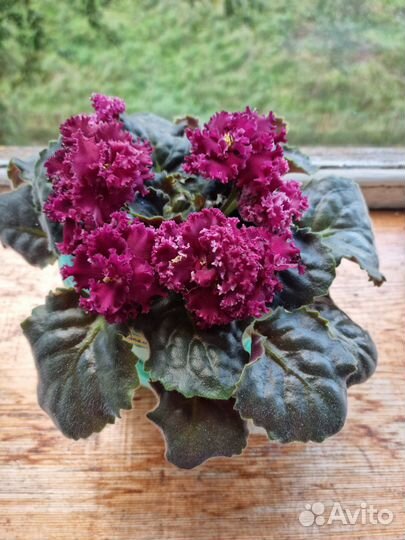 Фиалка в горшках