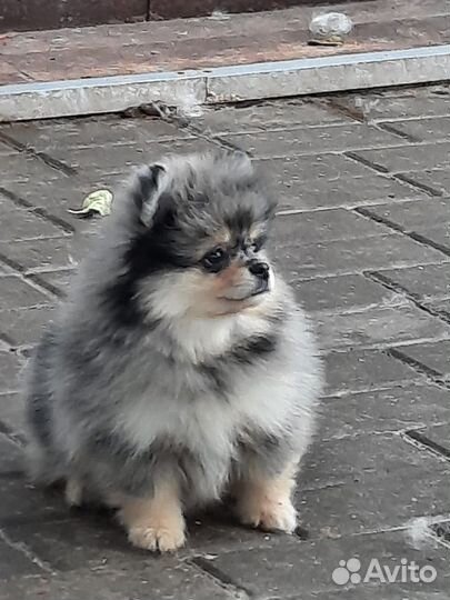 Щенки шпица