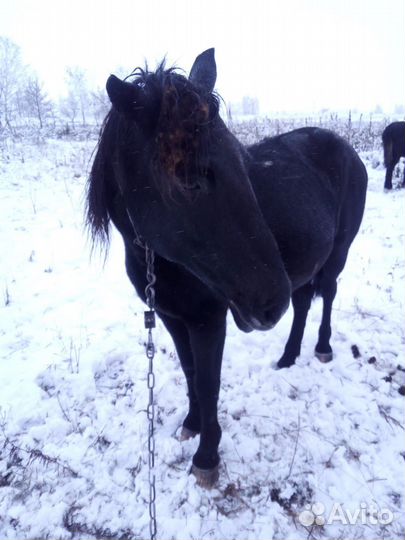 Лошадь кабыла жеребенок