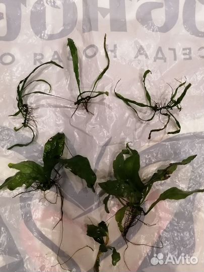 Аквариумные растения