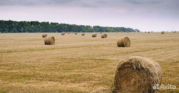 Сено в рулонах