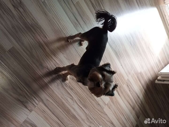 Случка собак