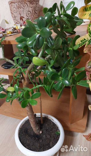 Замиокулькас