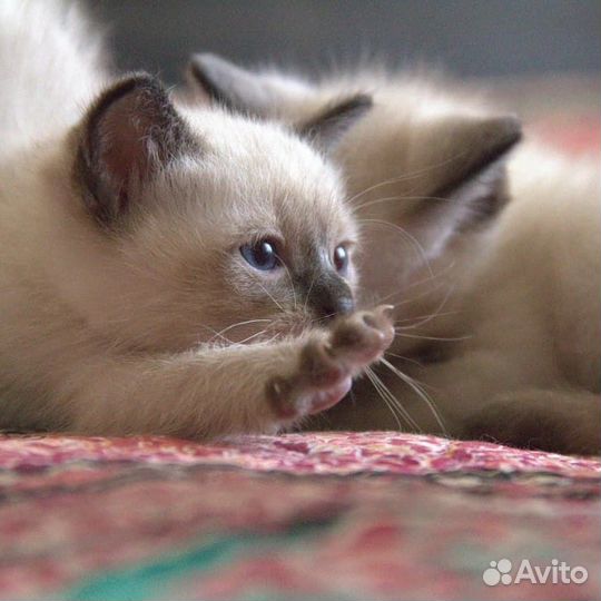 Меконгские бобтейлы