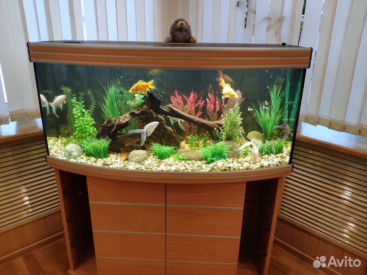 Обслуживание, дизайн аквариумов в Кирове и области