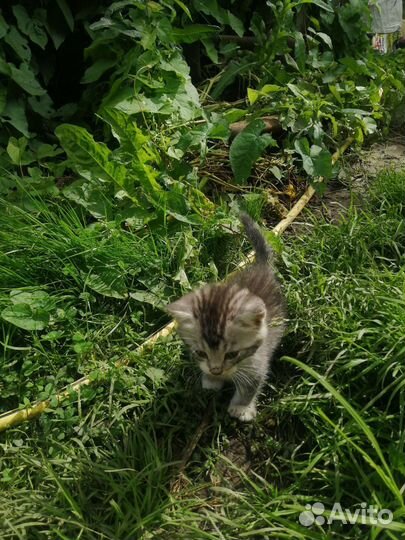 Котята крысоловки бесплатно