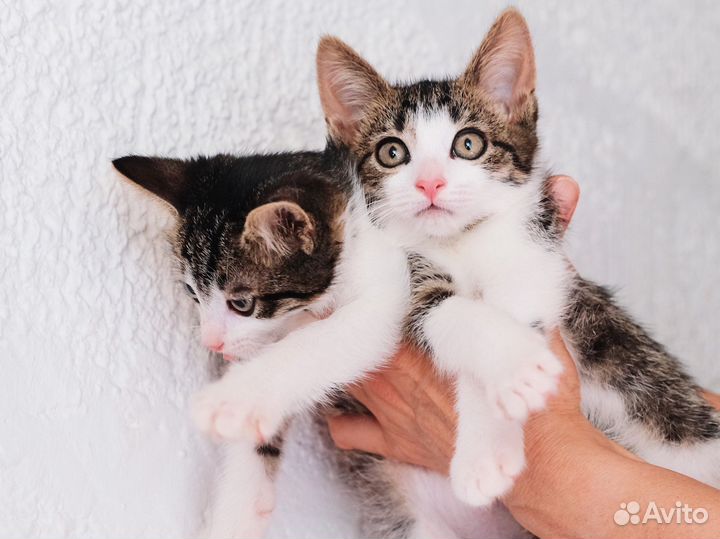 Ласковый полосатый котёнок 2,5 мес. Мальчики