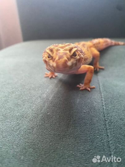 Эублефары с террариумом