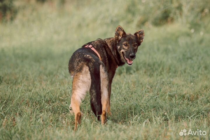 Собака милашка хочет домой
