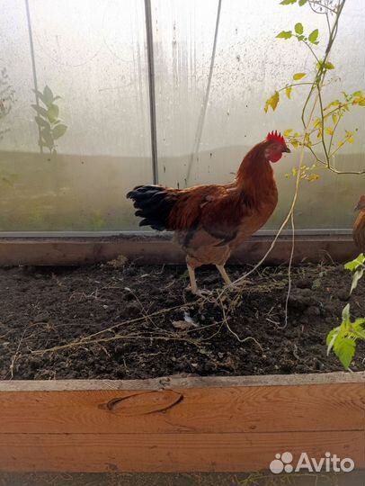 Молодые петухи