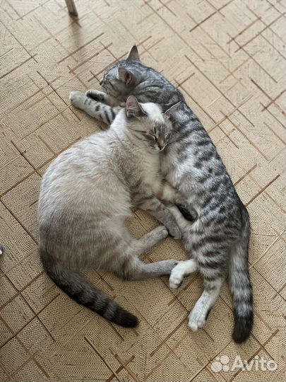 Котята в добрые руки мальчики