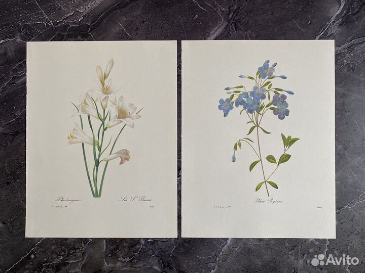 Литография цветы фрукты 11