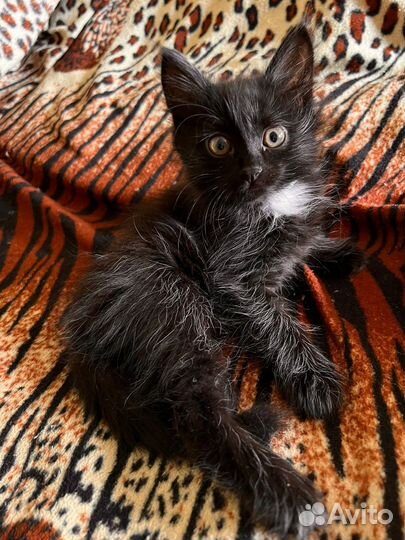 Котята в добрые руки бесплатно