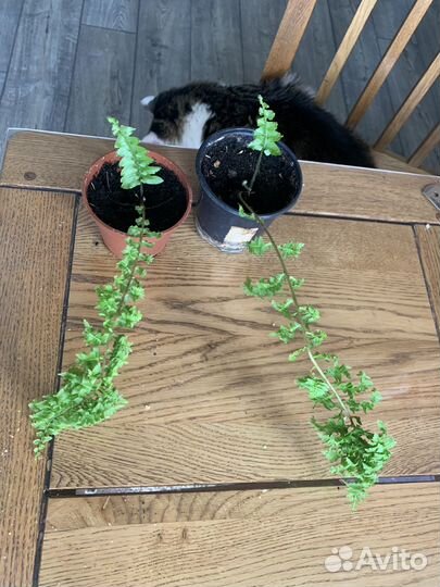 Папоротник Нефролепис