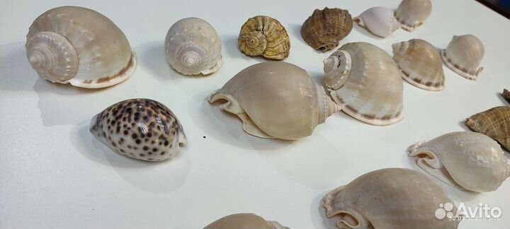 Морские ракушки раковины