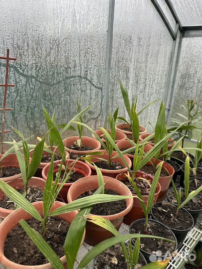 Рассада пальм и цветы