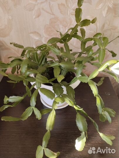 Комнатные цветы