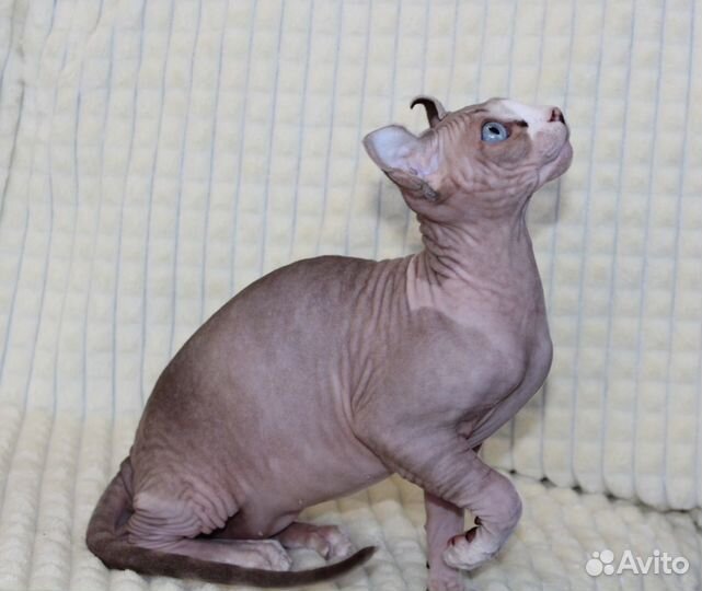 Котята сфинкс эльф