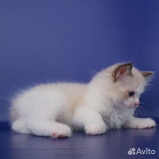 Рэгдолл-мальчик от питомника