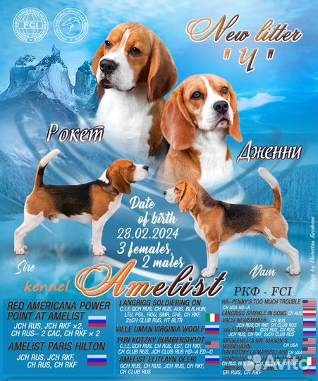 Щенки бигля