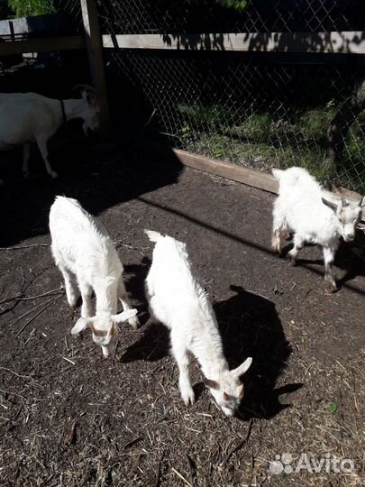 Продам козлят