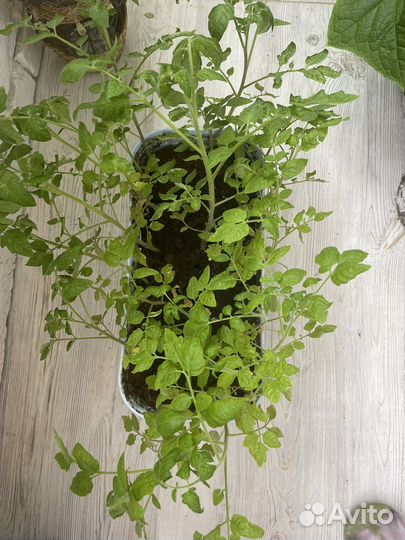 Рассада помидор для балкона или подоконника