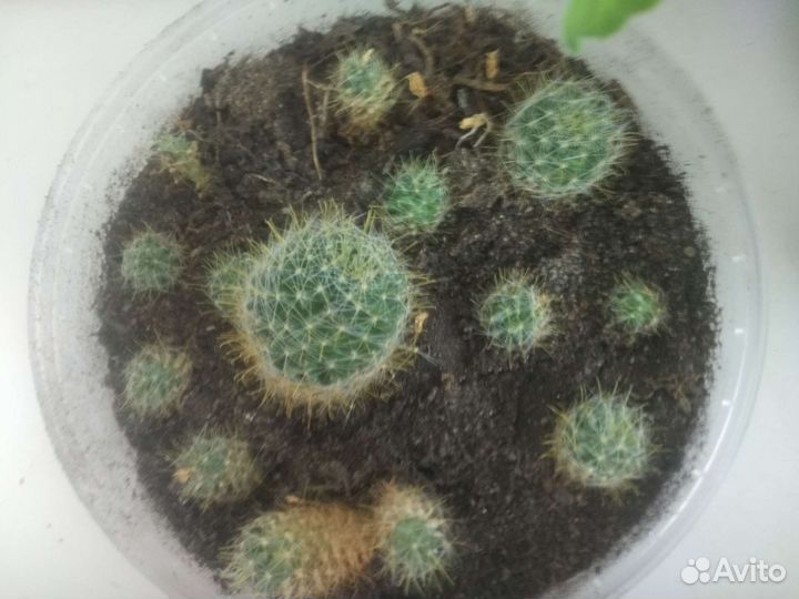 Кактус, алоэ, каланхоэ