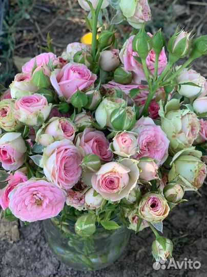 Саженцы роз Мими Эден