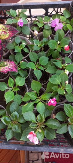 Укорененные черенки бальзамина