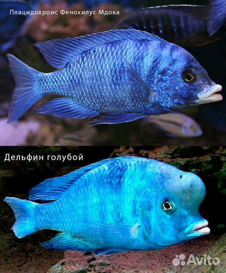 Цихлиды Малави (новое) 50р