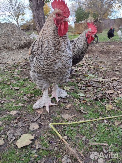 Инкубационное яйцо, цыплята Мехеленской кукушки